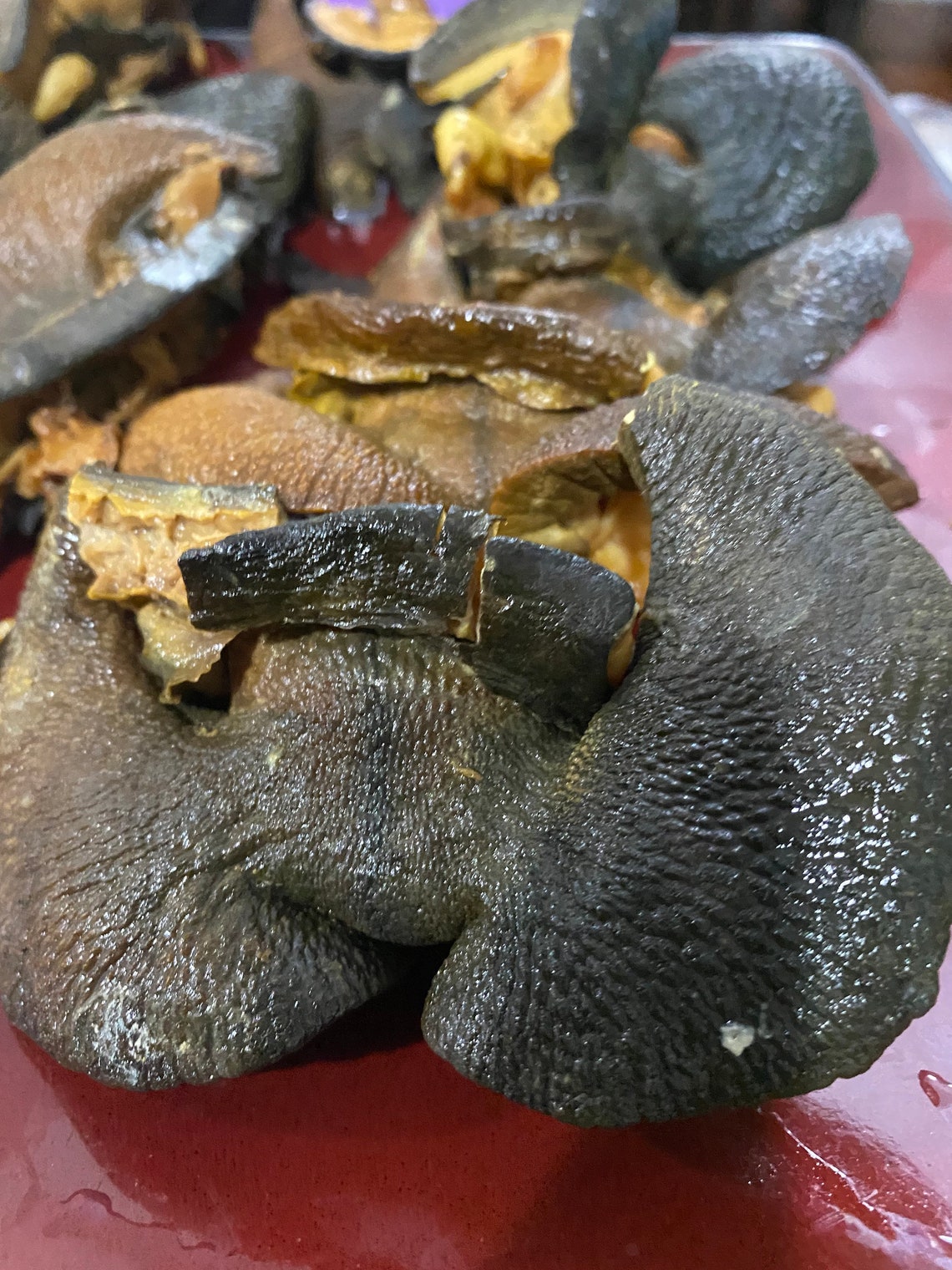 Oven grilled snails bush snails dry snails Etsy