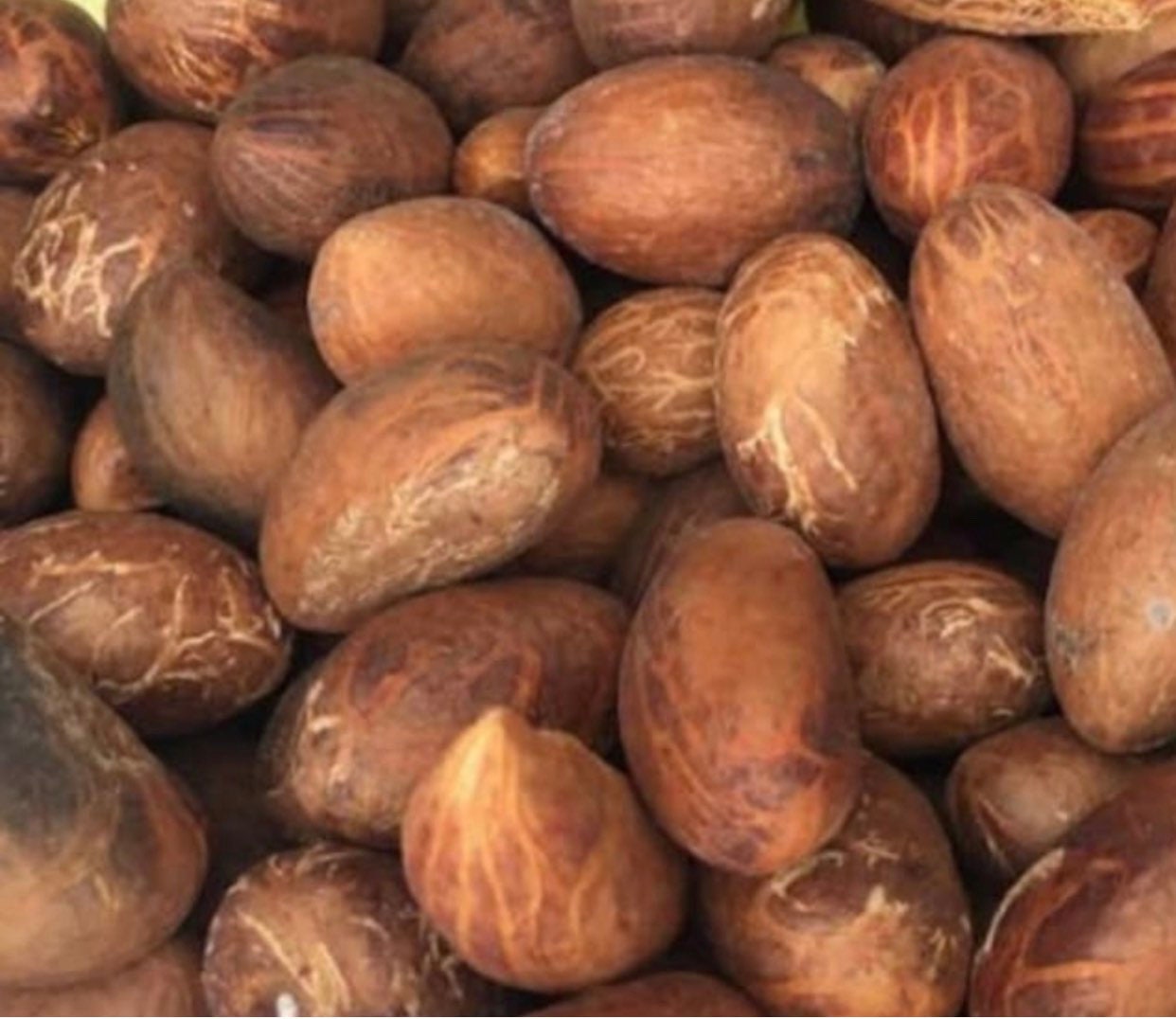 Bitter Kola/orogbo/kola Nuts/garcinia Kola/african Kola Etsy