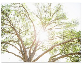 Tree Photography, Trees of Sweetwater in Sugar Land TX, Sugar Land Photography Prints