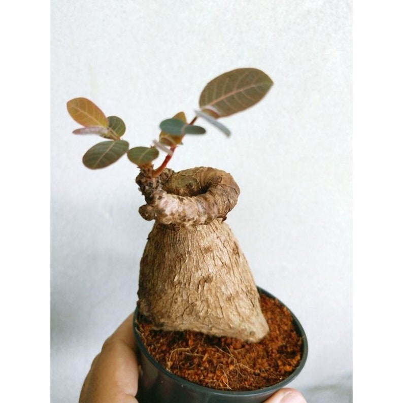 Mini Size Phyllanthus mirabilis RARE Plant zdjęcie 1