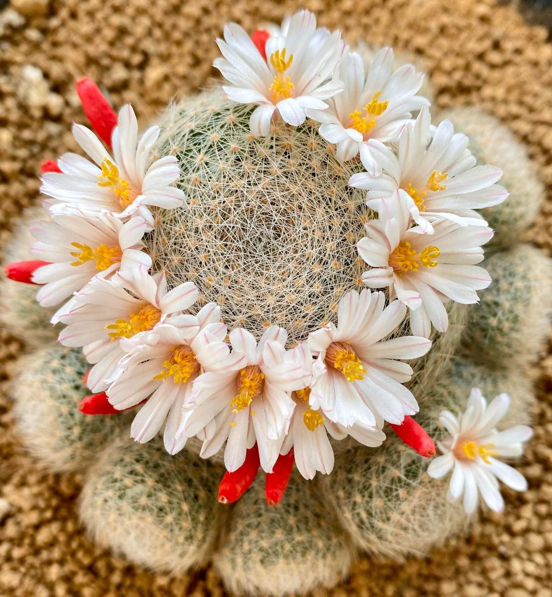 Mammillaria Lenta 10 SEEDS - Etsy Singapore