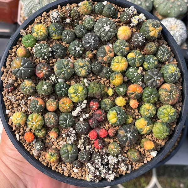 10 SEEDS Astrophytum Variegata Multi-Color