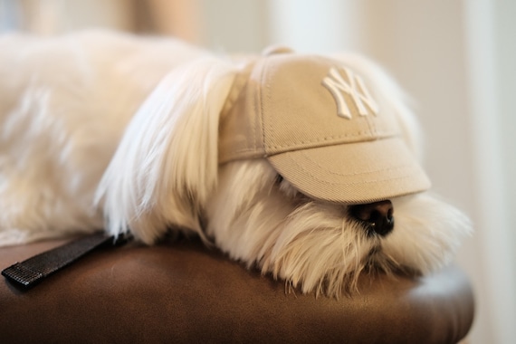 dog with yankee beanie