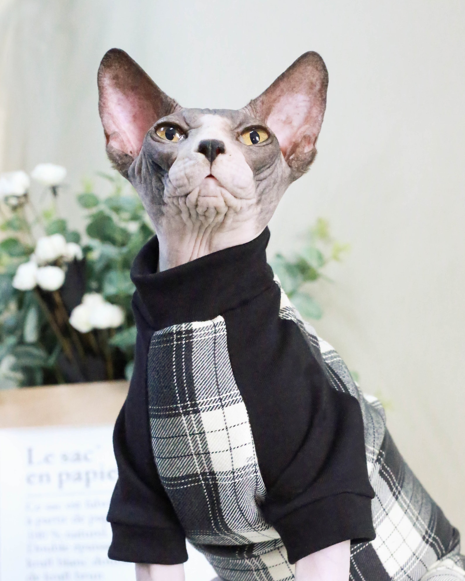 Sphinx Clothes Sphynx Cat Clothes Hairless Cat Sweat Shirt Cat Etsy