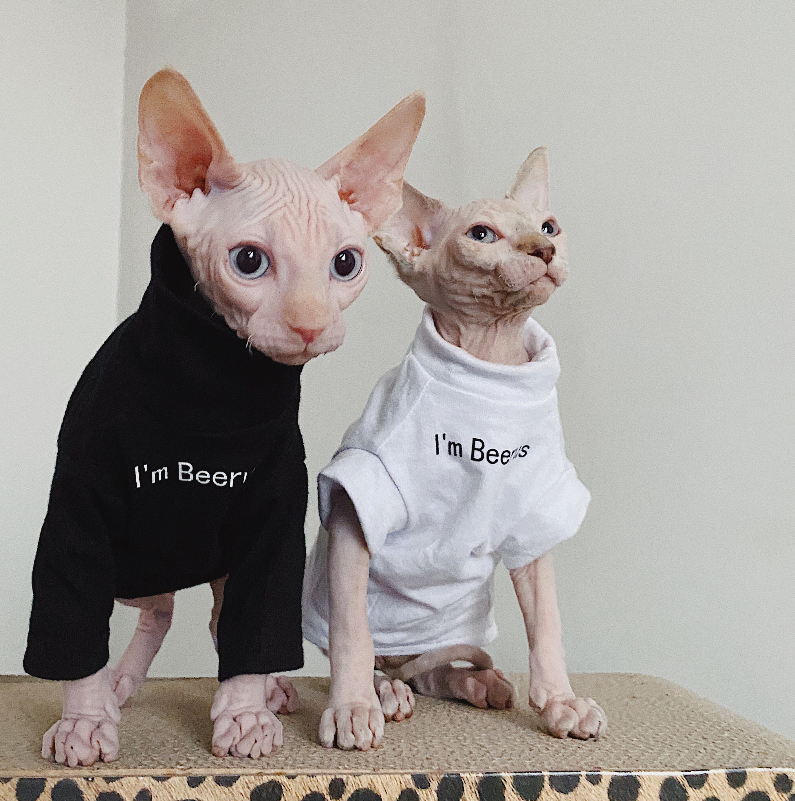 I'm Beerus Sphynx Cat Clothes Sphynx Tshirts Hairless Cat Etsy