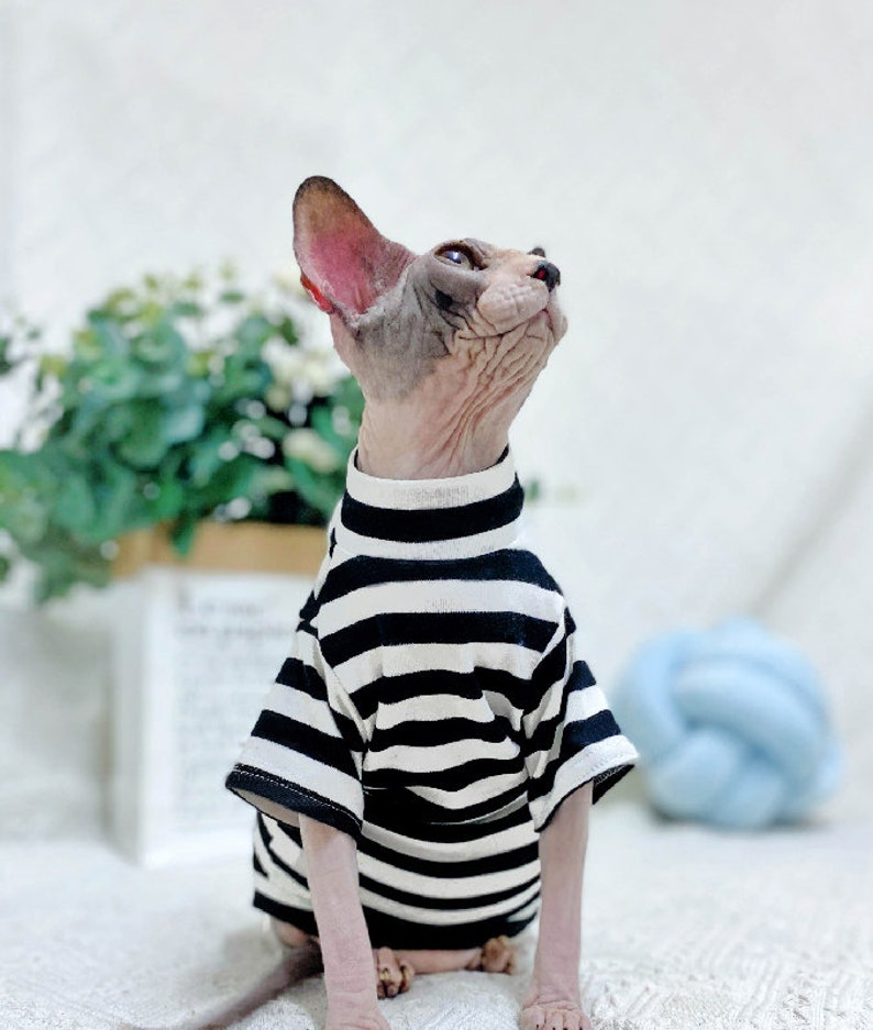 Sphinx Clothes Sphynx Cat Clothes Hairless Cat Tee Shirt Cat & Etsy