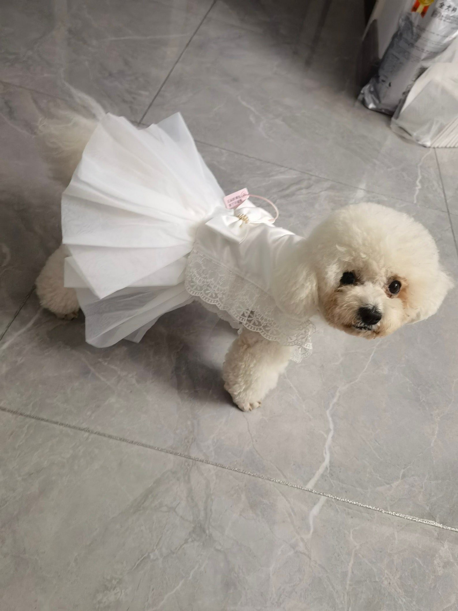 Dog Wedding Dress Bridesmaid White Costume White Bridal Cat Etsy