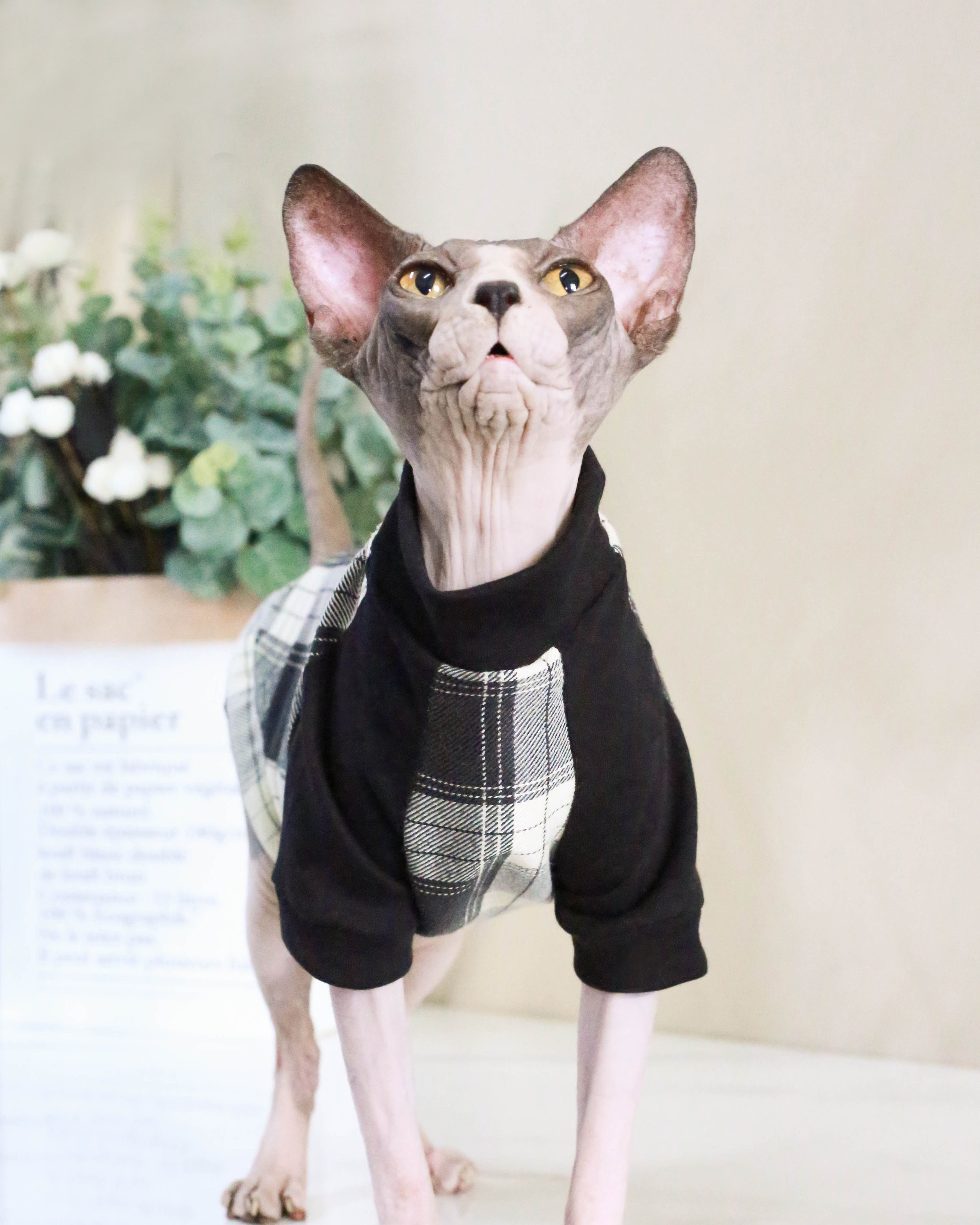 Sphinx Clothes Sphynx Cat Clothes Hairless Cat Sweat Shirt Cat Etsy