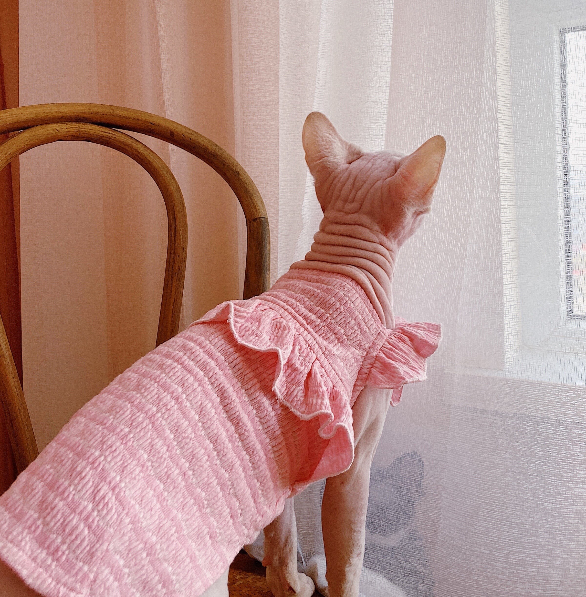 Flower Sleeve Sphynx Clothes Princess Style Sphynx Clothes Etsy