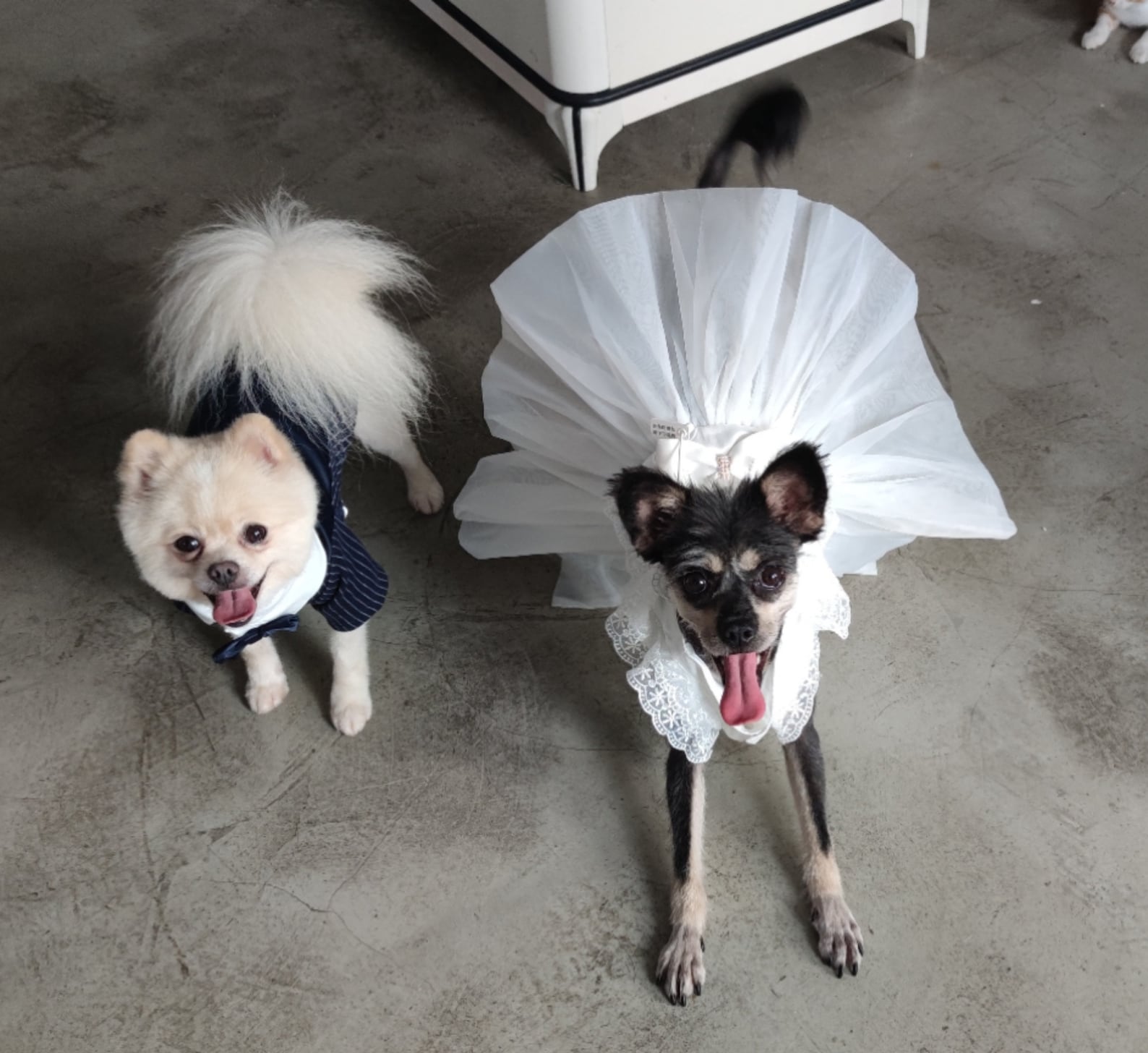 Dog Wedding Dress Bridesmaid White Costume White Bridal Cat Etsy