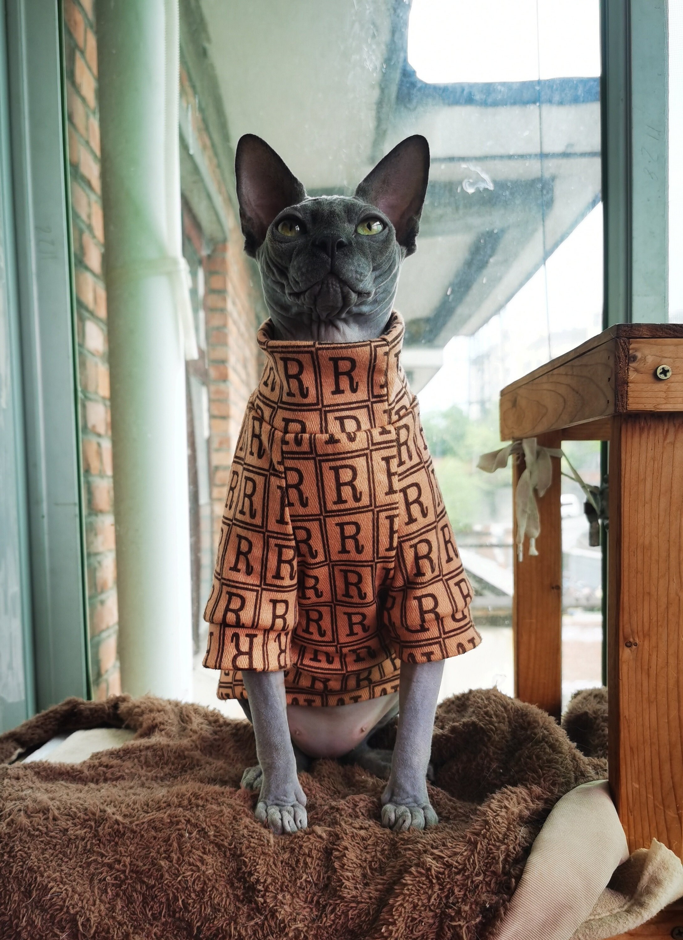 Sphinx Clothes Sphynx Cat Clothes Hairless Cat Tee Shirt Cat & Etsy