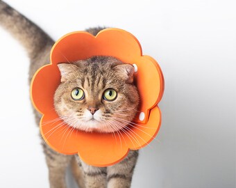 licking Collar iplusmile Cat Supply Pet Kitten Recovery Neck Cone Cat Recovery Collar Cat Collar Anti licking Collar iplusmile Cat Supply Pet Kitten Recovery Neck Cone Cat Recovery Collar Cat Collar Anti