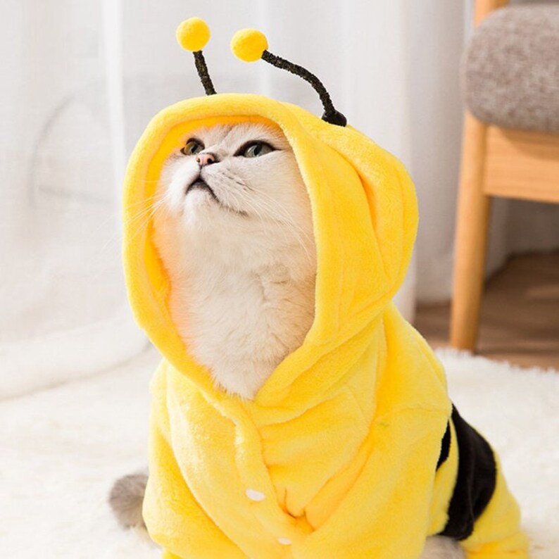 Personalized Bee Costume for Cats and Small Dogs Custom Name Etsy