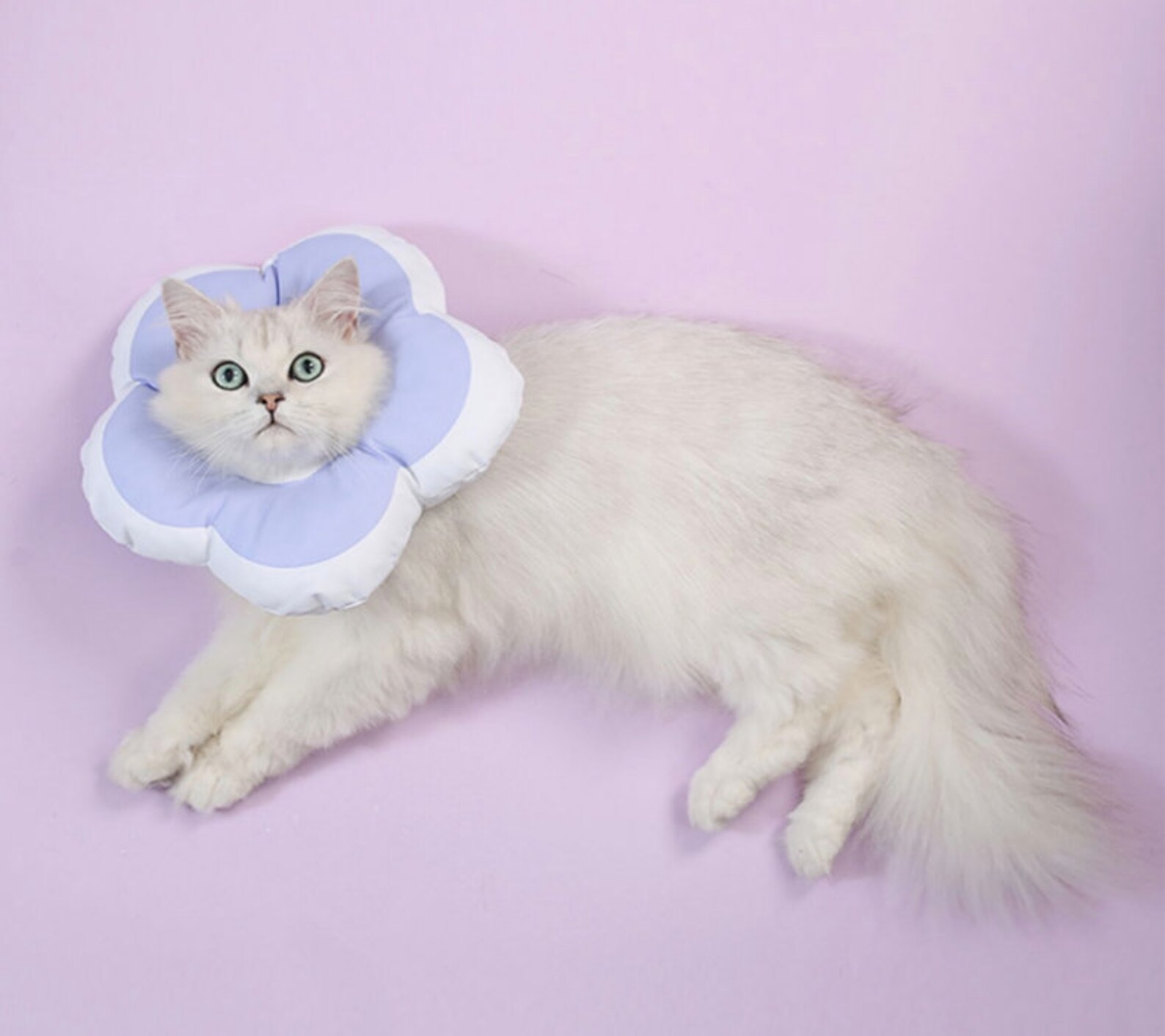 Comfy Cat Recovery Collar Soft Cat Cones After Surgery Etsy