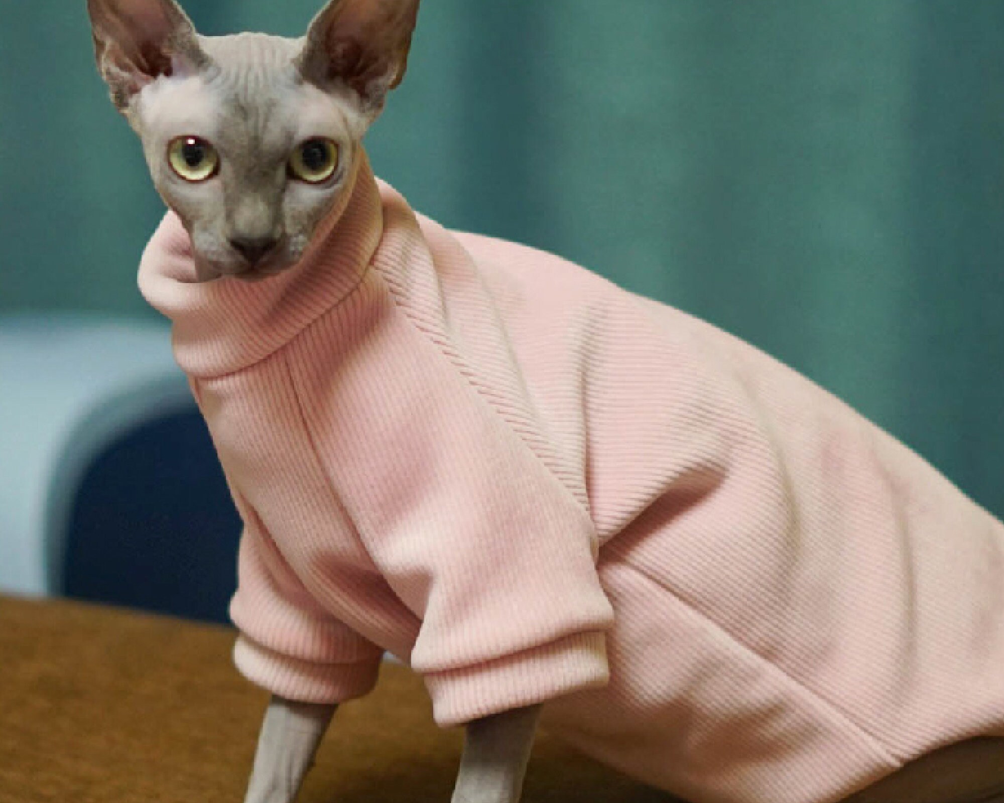 Sphinx Clothes Sphynx Cat Clothes Hairless Cat Tee Shirt Cat & Etsy