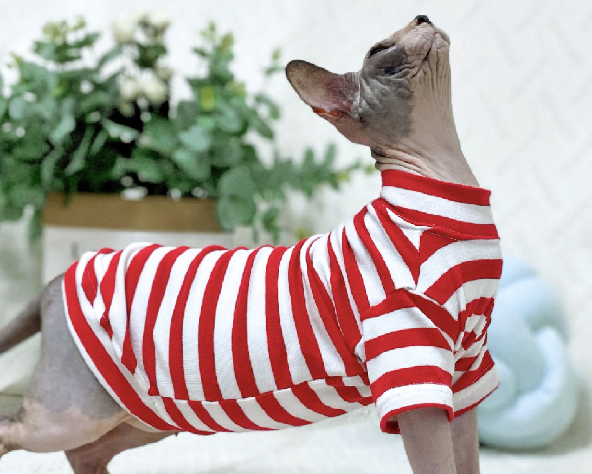 Sphinx Clothes Sphynx Cat Clothes 