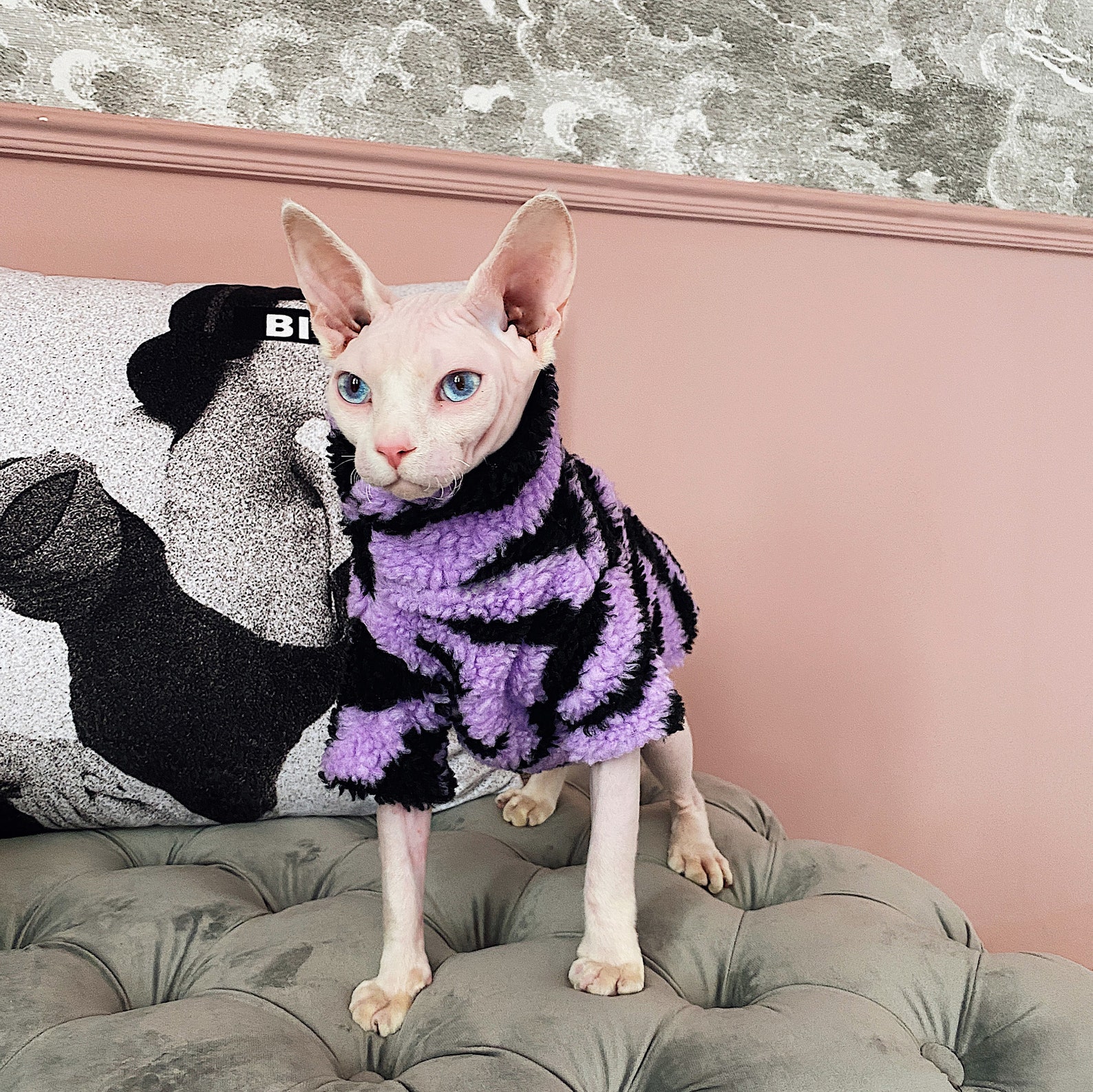 Sphynx Cat Winter Coat Warm and Comfortable Cat Clothes Jacket Etsy