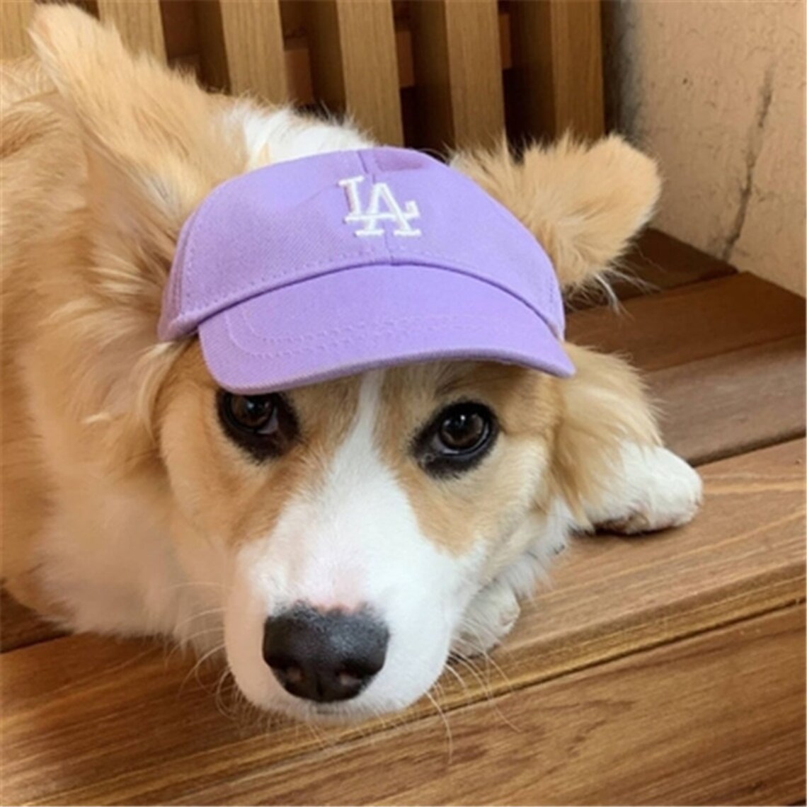Dog Baseball Cap Dog Hat Dog Baseball Cap Trucker Cap for Etsy