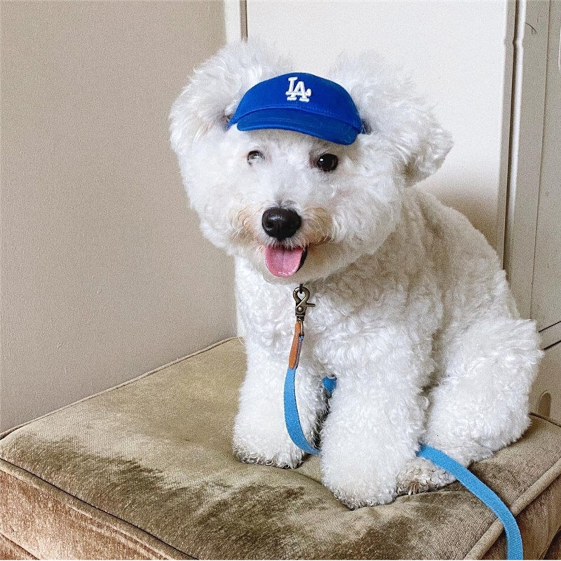 Dog Baseball Cap Dog Hat Dog Baseball Cap Trucker Cap for Etsy