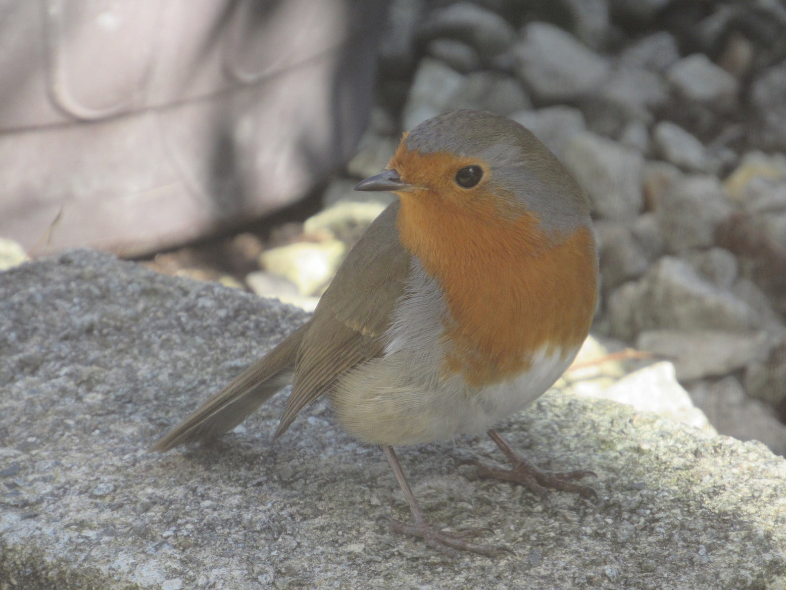 Red Robbin Photo Gift Photography Robbin Wild Bird Happy Etsy