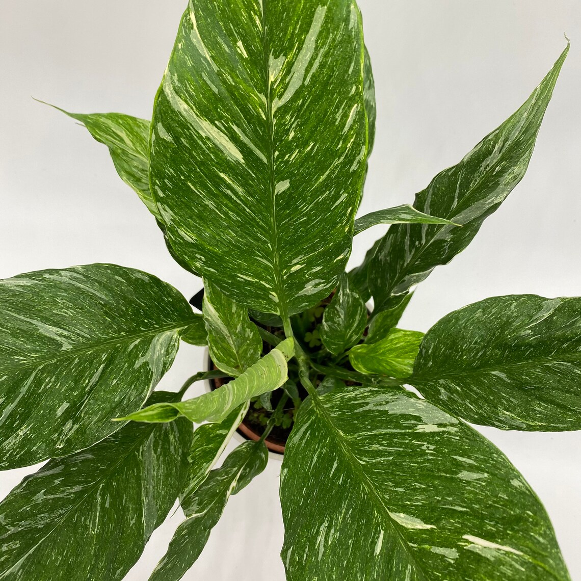 Variegated Peace Lily Plant