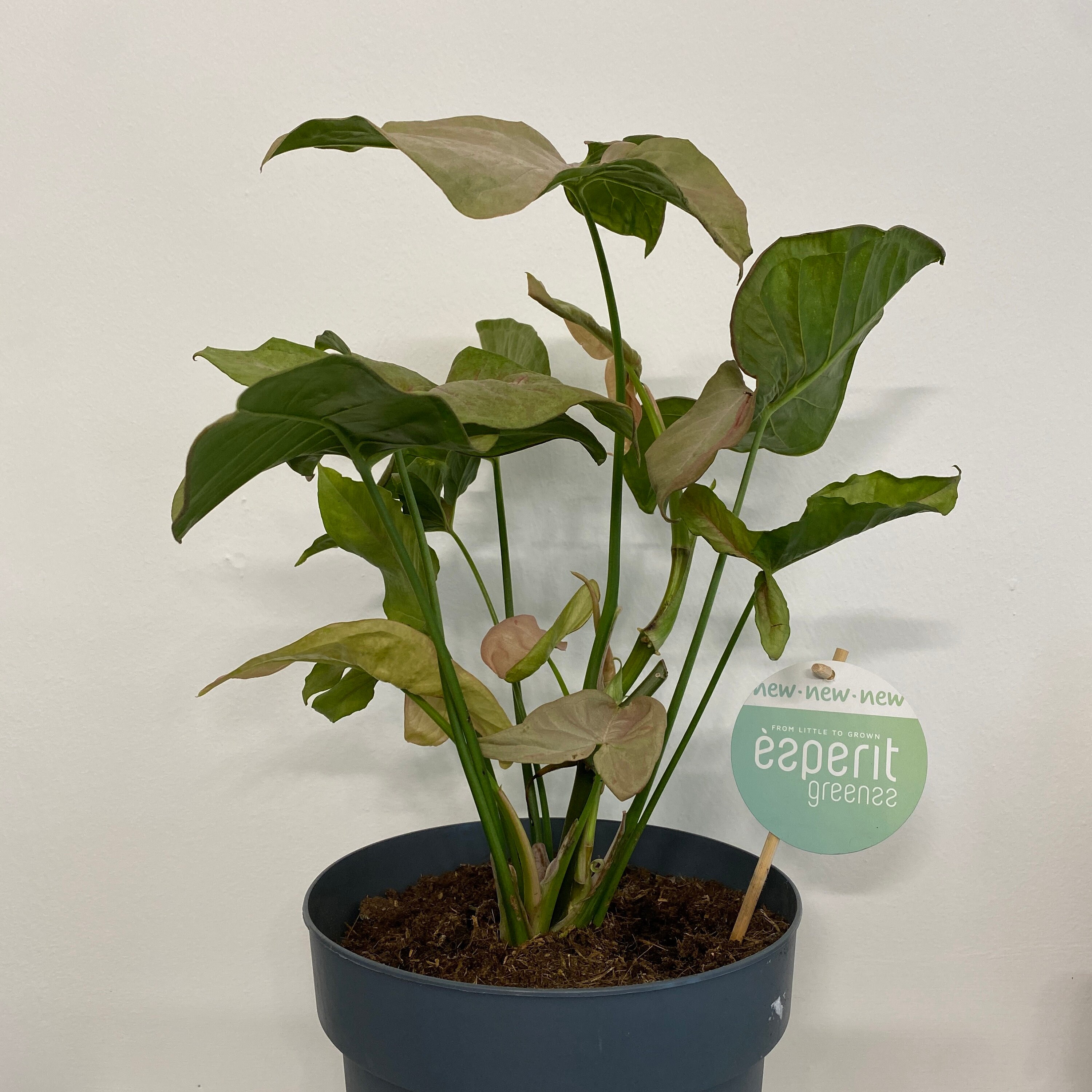 Syngonium Pink Spot Rare house plant Large 21 cm pot Etsy