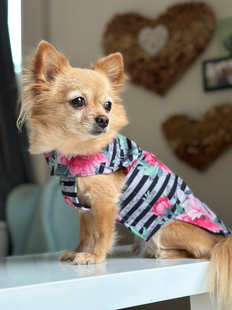 K&ouml;nnte beinhalten: Ein kleiner, hellbrauner Chihuahua, der eine schwarz-wei&szlig; gestreifte Hundejacke mit rosa floralen Akzenten tr&auml;gt. Die Jacke hat ein Blumenmuster mit rosa Rosen und gr&uuml;nen Bl&auml;ttern.
