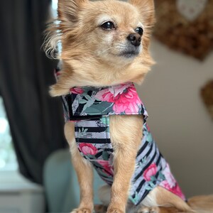 K&ouml;nnte beinhalten: Ein kleiner, hellbrauner Chihuahua, der ein schwarz-wei&szlig; gestreiftes Geschirr mit rosa Blumen und gr&uuml;nen Bl&auml;ttern tr&auml;gt.
