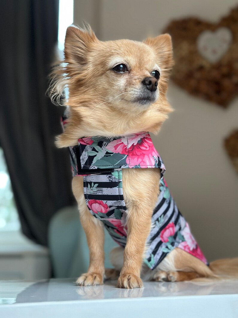 K&ouml;nnte beinhalten: Ein kleiner, hellbrauner Chihuahua, der ein schwarz-wei&szlig; gestreiftes Geschirr mit rosa Blumen und gr&uuml;nen Bl&auml;ttern tr&auml;gt.