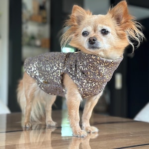 Könnte beinhalten: Ein kleiner, hellbrauner Chihuahua, der einen braunen und goldenen Leoparden-Pullover trägt. Der Hund steht auf einem Holztisch.