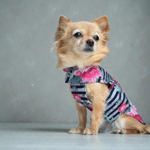 Hund Regenmantel Softshell gestreift Blumenmuster mit Klettverschluss für Chihuahua / kleine Hunde Wasserdicht Hunderegenmantel Bild 1