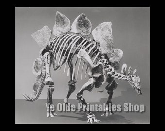 Stegosaurus Dinosaur Skeleton Fossil Printable Digital Graphic Image Download Vintage Photograph Print 20"x16" 10"x8" 300DPI High Resolution