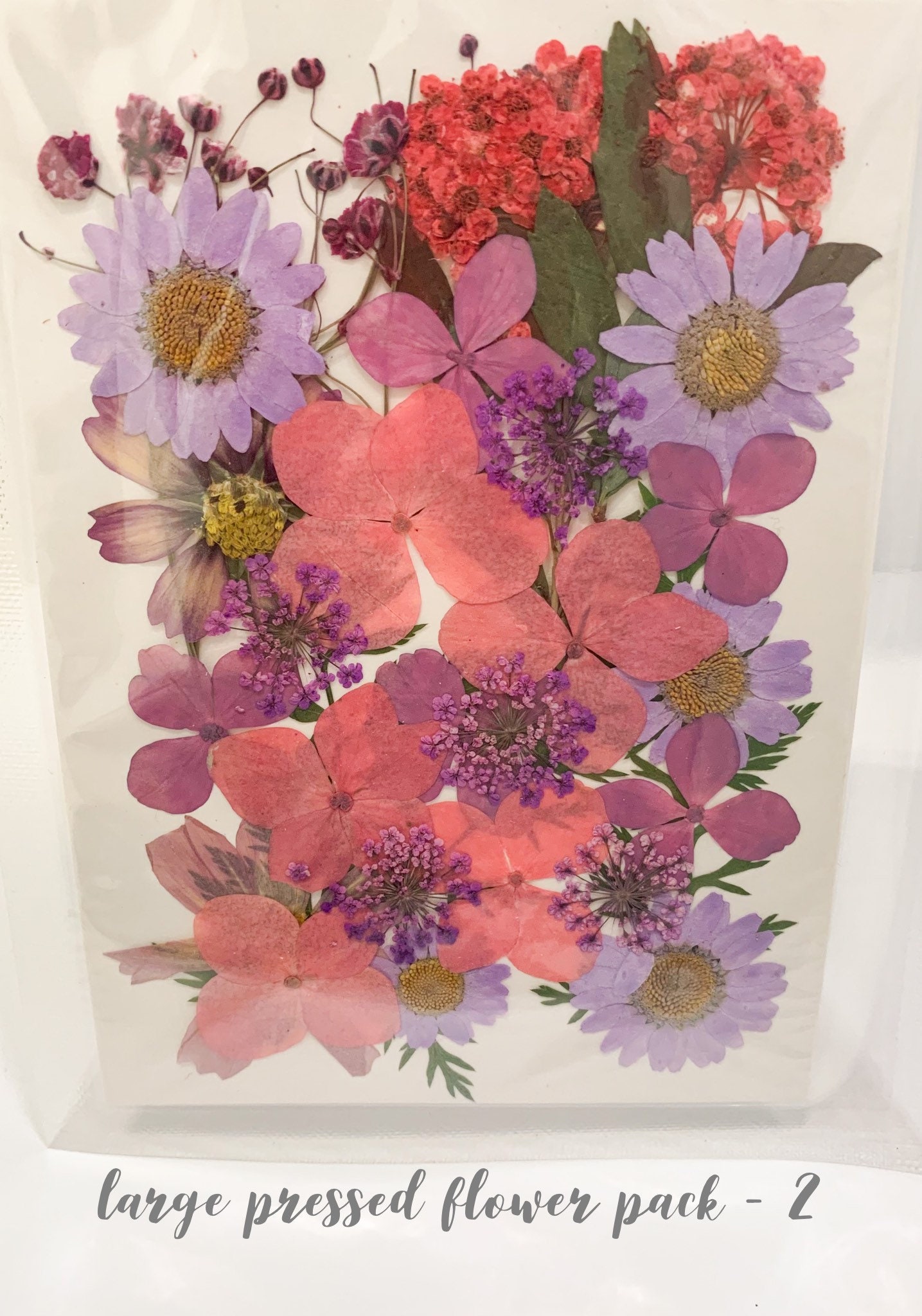 Dried Pressed Flower Pack 6 Etsy UK