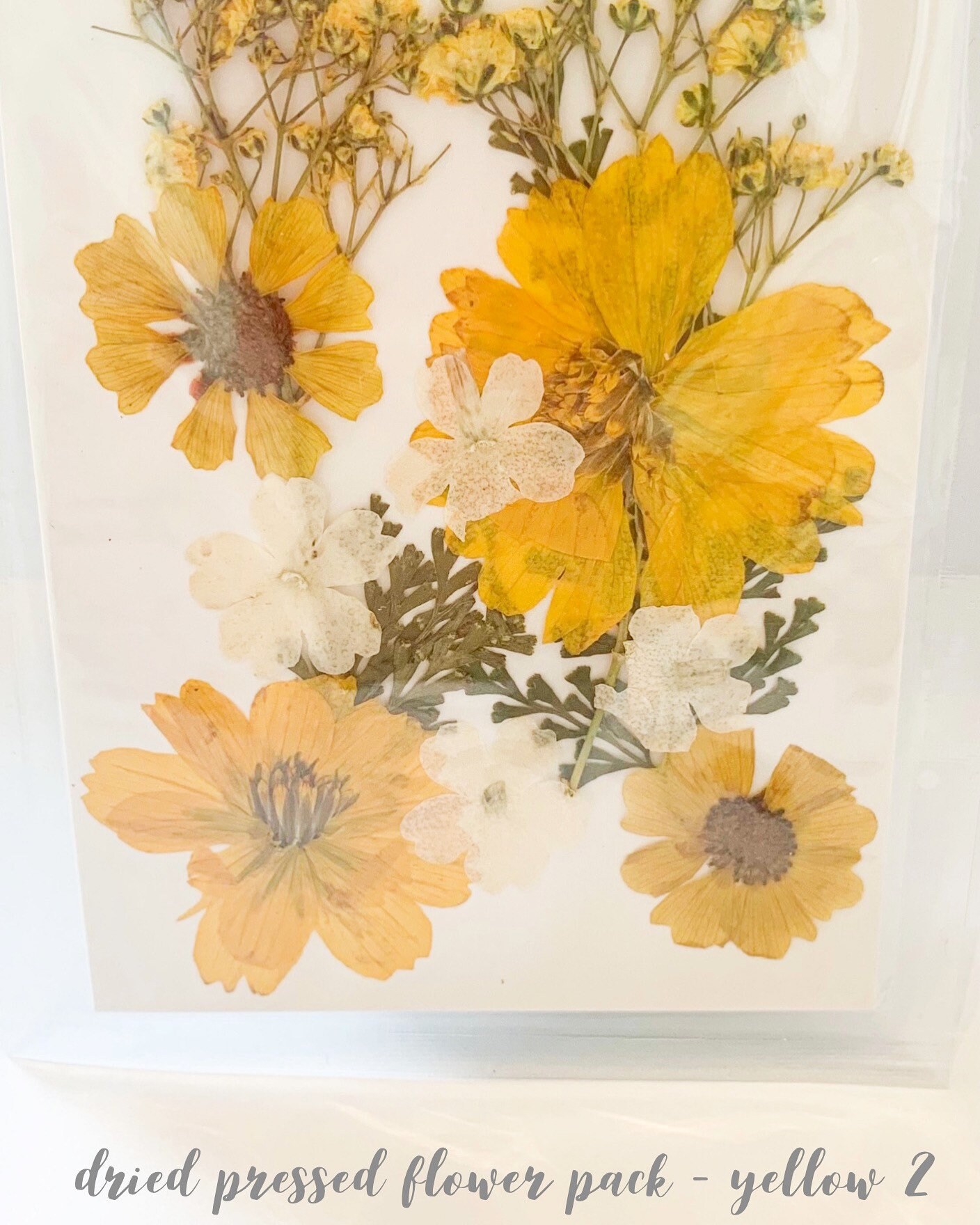 pantydropper × uncrowd Dry flower white Buy Dried Pressed Flower Pack - White Online in India - Etsy