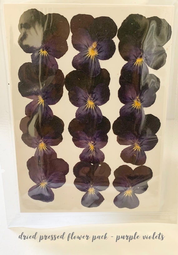 Dried Pressed Flower Pack Purple Violets Etsy
