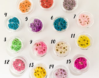 Mini Dried Pressed Flower 20 pcs Pots
