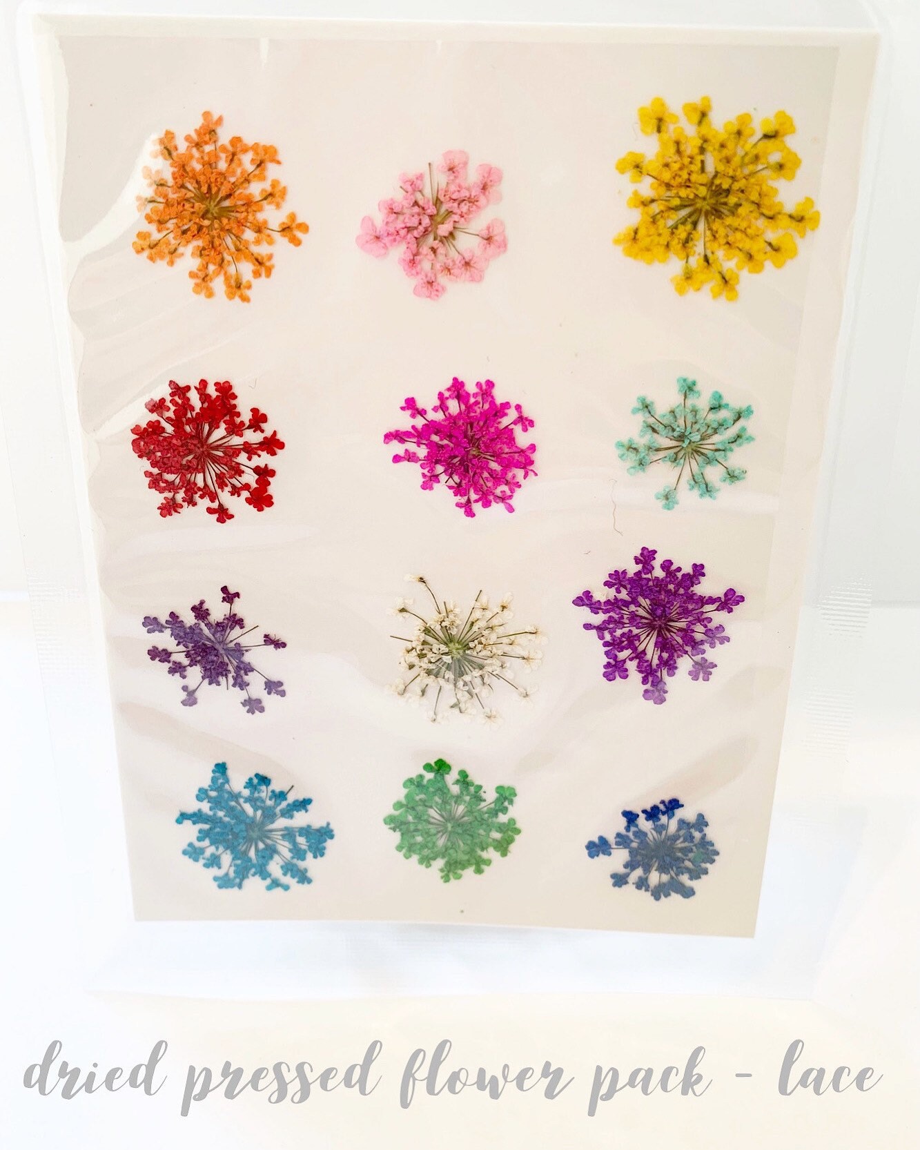 Buy Dried Pressed Flower Pack - White Online in India - Etsy