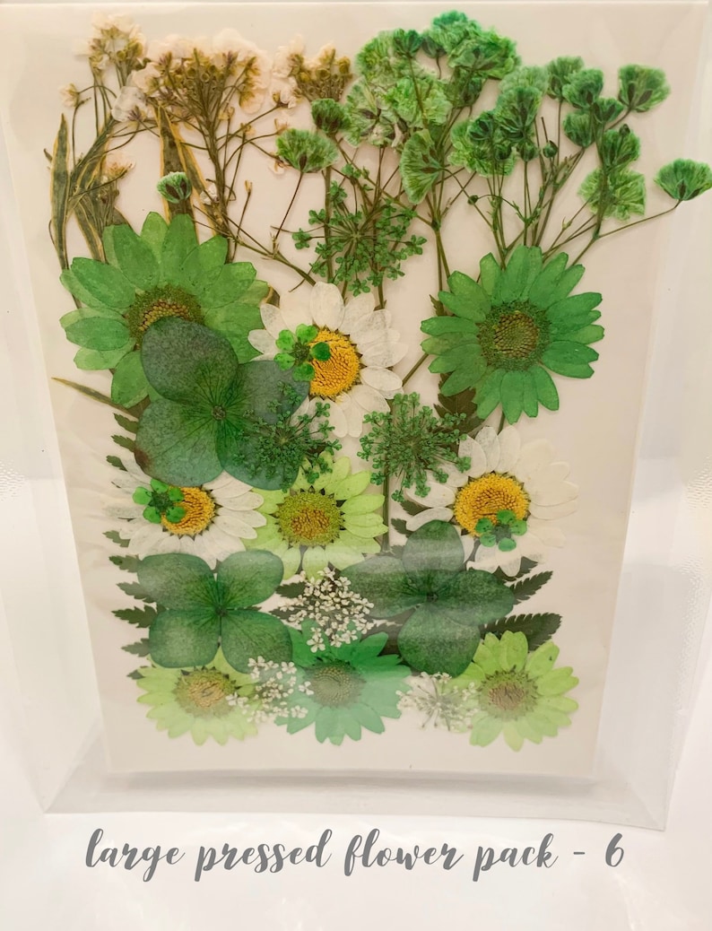Dried Pressed Flower Pack 6 Etsy UK