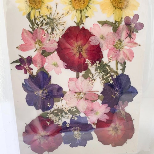 Dried Pressed Flower Pack 18 Etsy UK