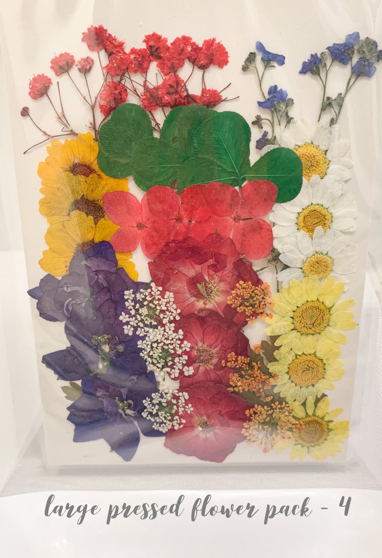 Dried Pressed Flower Pack 6 Etsy UK