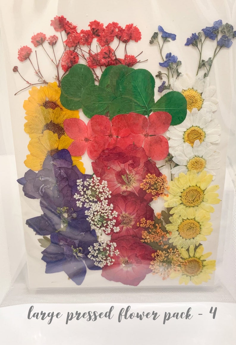 Dried Pressed Flower Pack 6 Etsy UK