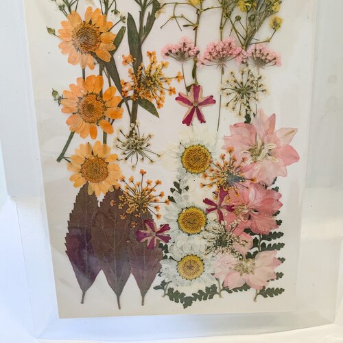 Dried Pressed Flower Pack 18 Etsy UK