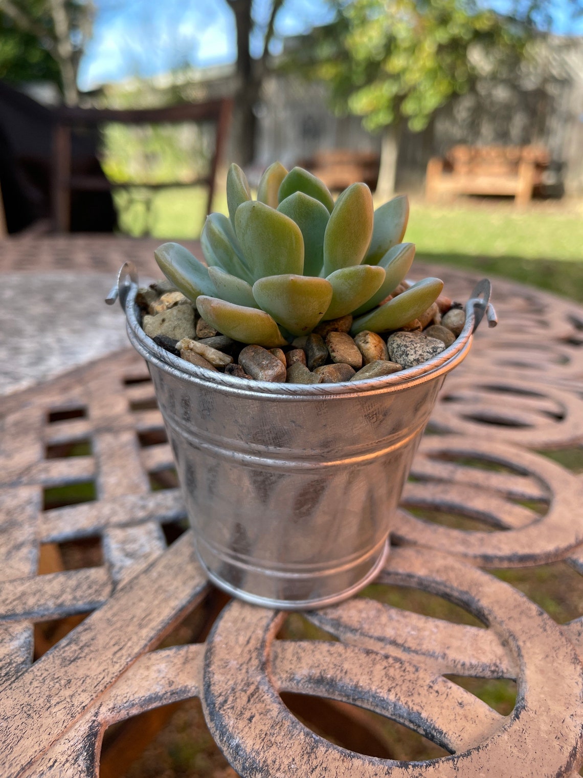 Galvanized Mini Buckets with Live Succulents Etsy