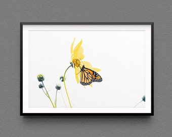 Butterfly Photo Print - Modern Home Decor Fine Art Photography nature travel photograph monarch butterfly wall art white orange yellow macro