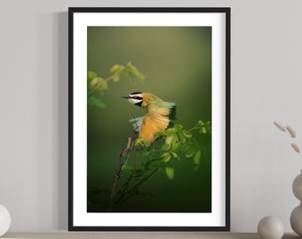 White-throated bee-eater Photo Print - Ghana wall art Africa Avian Home Decor Fine Art Photography travel nature outdoors sun-kissed bird