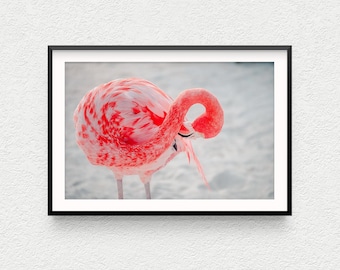 Aruba Flamingo Photo Print – Beach Bird Fine Art
