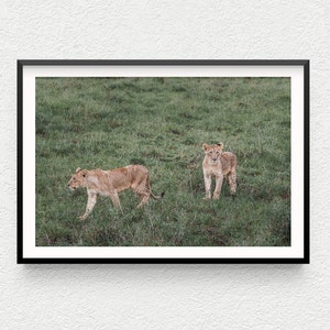 Kenya Wildlife Safari Travel Instant Digital Download Fine Art Photography Lion Photo Printable Wall Art to Print Africa Animal