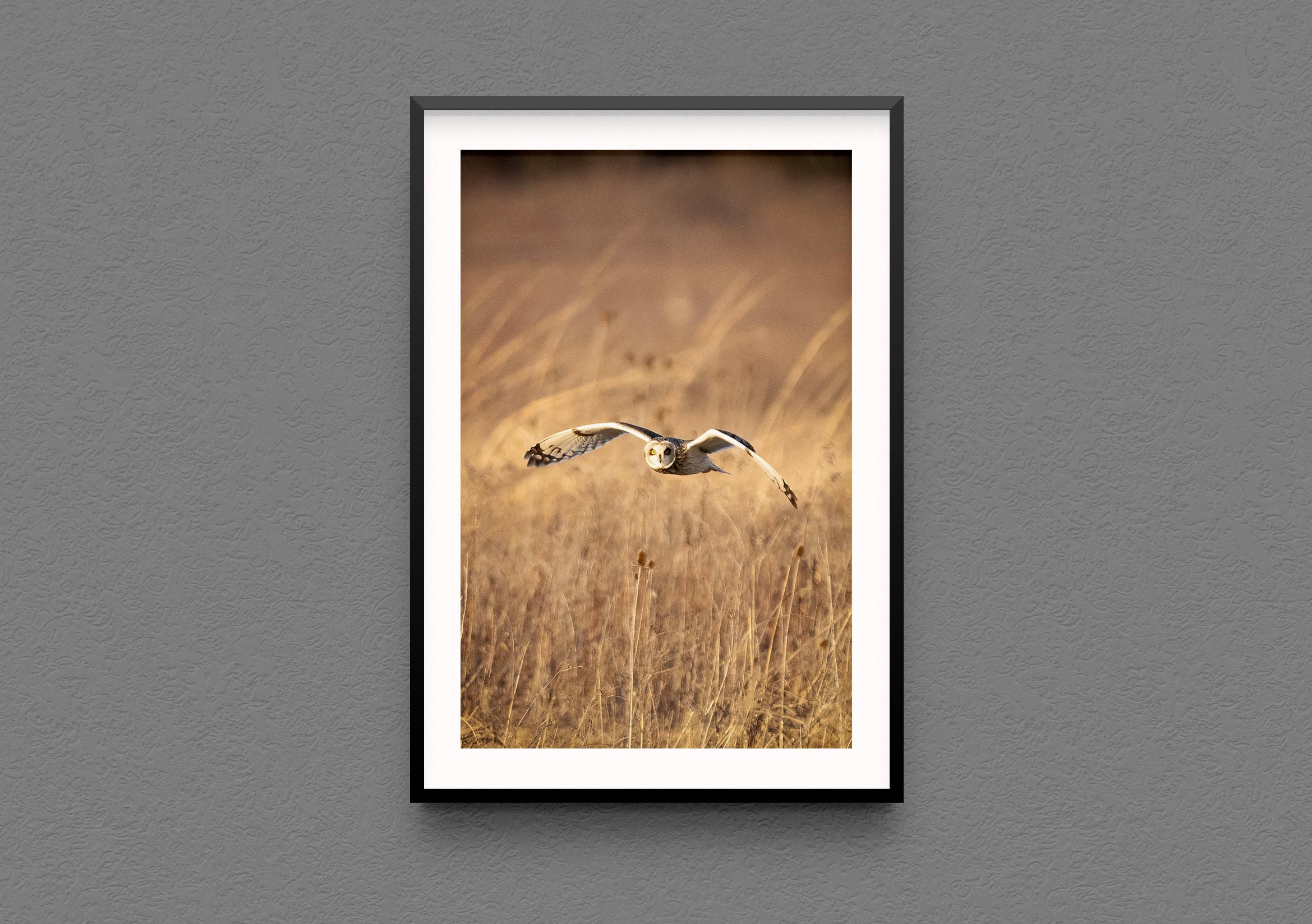 Short-eared owl photo print - New York State bird owls wildlife photography original photos avian bi