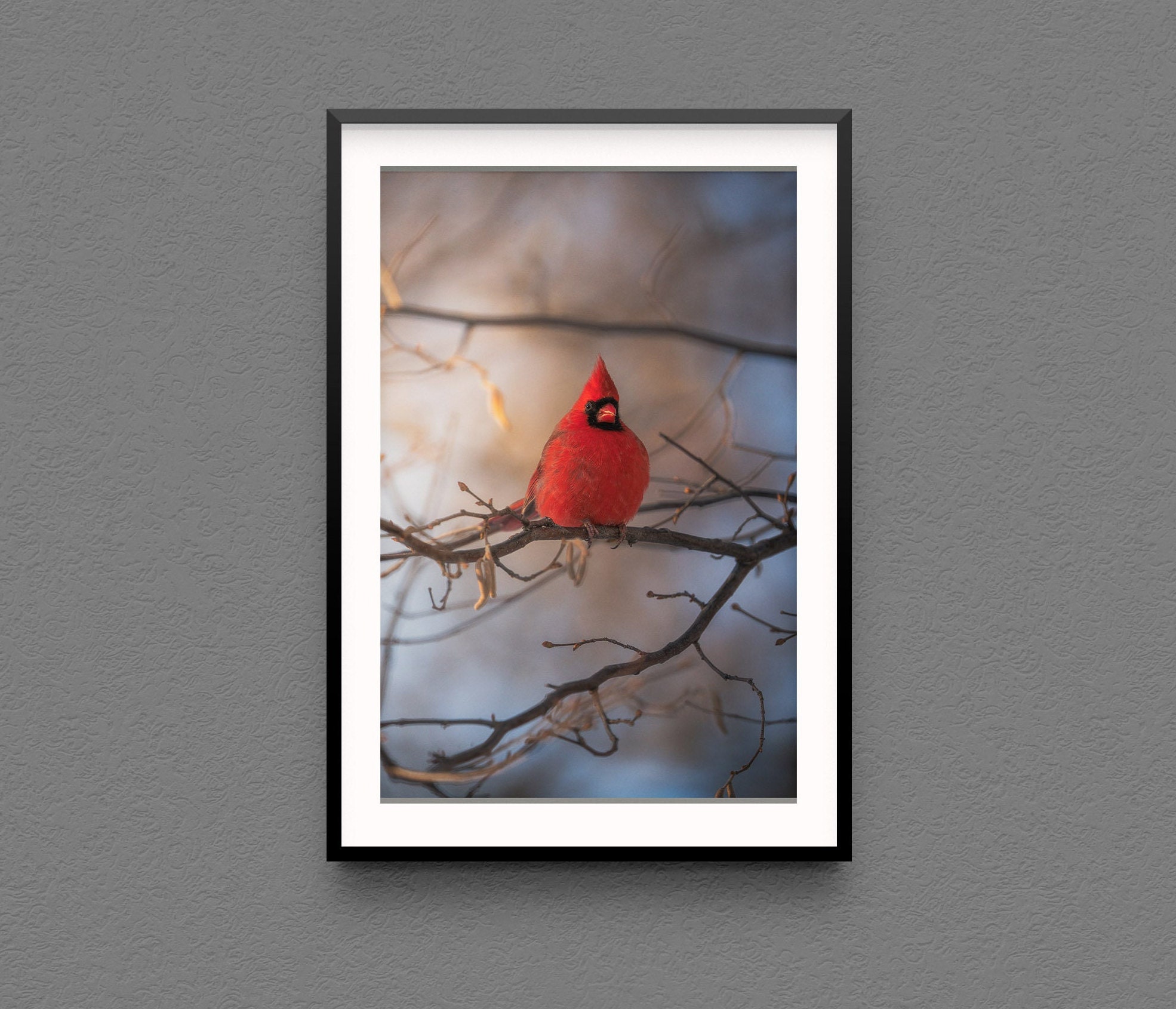 Cardinal Photo Print - Nature Wall art North American cardinal Bird print Bird photography Home Decor Original avian Fine Art Photography