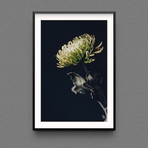 Chrysanthemum Flower Photo Print, Green Floral Wall Art, Flower Photography, Modern Home Decor, Fine Art Photography, green and black